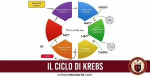 Il Ciclo di Krebs: Capire il Cuore del Nostro Metabolismo Energetico