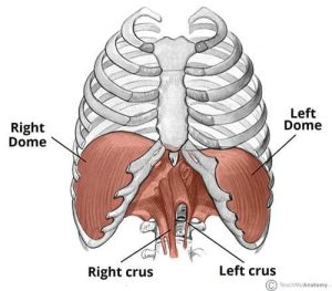 Il Diaframma: Non Solo un Muscolo Respiratorio, ma Emozionale
