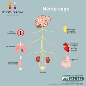 Nervo Vago: Il Regista Nascosto della Nostra Salute Emotiva