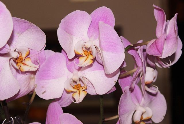 La Fascia Connettivale: L’Organo Dimenticato che Sostiene il Corpo