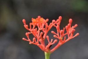 Adattogeni: Ginseng vs. Ashwagandha, Quale Scegliere?