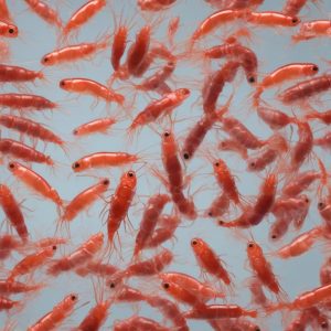 Olio di krill: l’alternativa sostenibile per gli omega-3